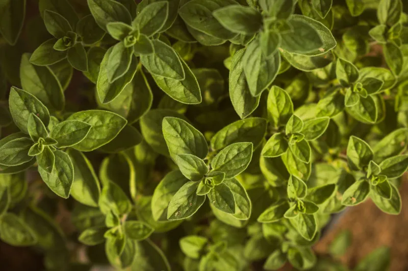 Erbe Selvatiche e Ortaggi Dimenticati: Il Patrimonio Vegetale che Riscrive la Cucina Mediterranea